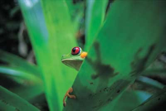 Tropical forests on Barro Colorado Island are home to such animals as red-eyed tree frogs.: Photograph courtesy of STRI